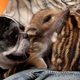 Illustration for article titled Oh God This Bulldog Adopted Piglets